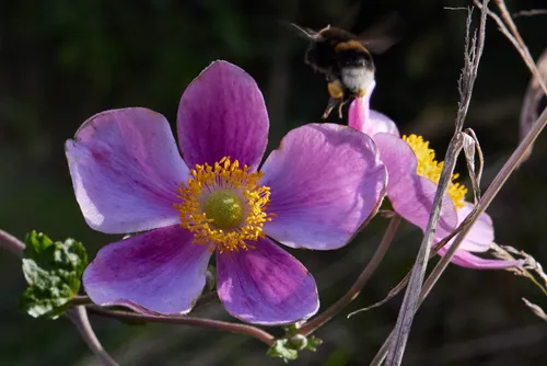 This macro photograph taken in the afternoon during the summer season focuses on the Japanese thimbleweed flowers with prominent purple petals and yellow centers. Near the upper flower, a bumble bee is captured, illustrating the interaction between bees and flowers. The image highlights insects in their natural environment, specifically showing how bees collect nectar from Japanese thimbleweed blooms. There are no visible landmarks, and the composition centers on the details and textures of the flowers and the activity of the bumble bee, making it an example of macro photography that emphasizes the relationship between flowers and insects.